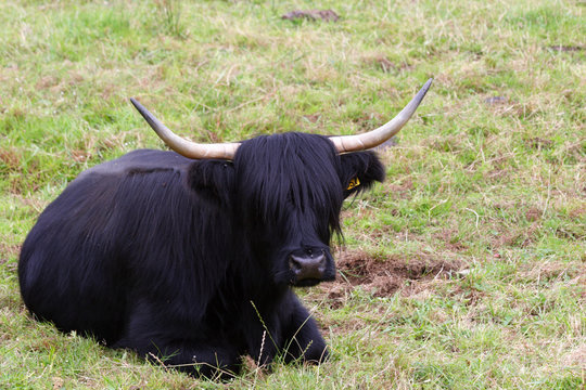 hariy koo (scottich cow) 2