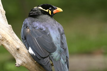 exotischer vogel