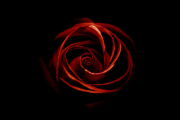 rote rose