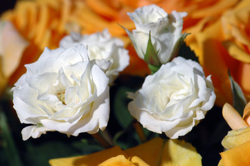 white roses