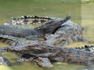 groupe de crocodile