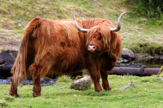 hariy koo (scottich cow) 1