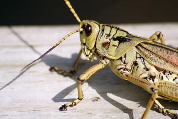 Grasshopper