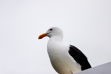 seagull watching