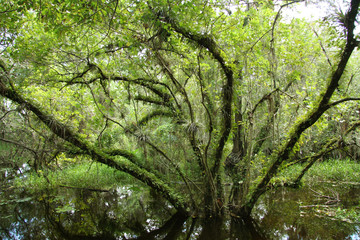 Fototapeta premium Tree in swamp in Everglades