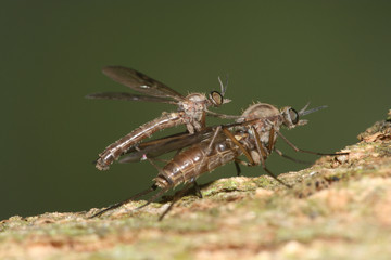 tanzfliegen
