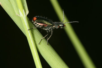 käfer
