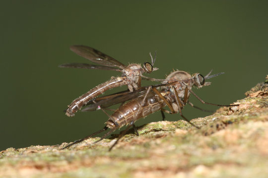 tanzfliegen