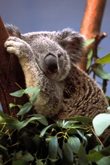 Photo sur Plexiglas Koala koala endormi