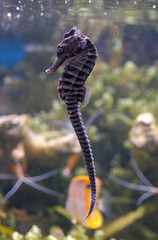 sea horse