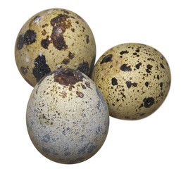 Obraz premium quail eggs
