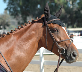 show horse head