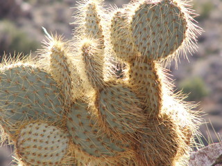 cactus