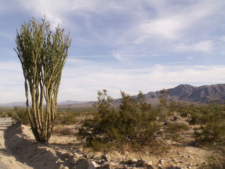 desert plants