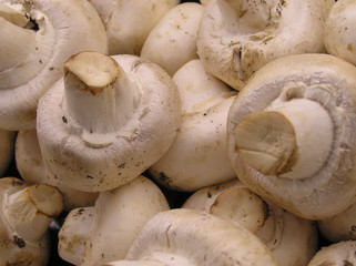 fresh mushrooms