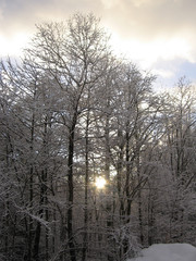 winter forest
