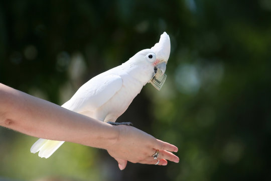 goffin's cockatoo with dollar bill