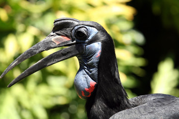abyssinian ground hornbill side of head