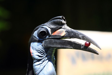 hornbill bird with a grape © Xavier MARCHANT