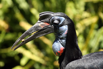 abyssinian ground hornbill eating