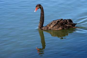 Fototapeta premium black swan