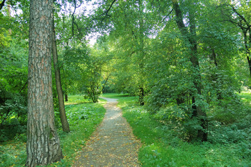 Fototapeta premium walking in a forest
