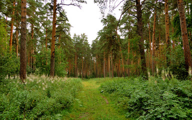 Fototapeta premium forest road