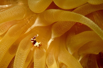 squat anemone shrimp