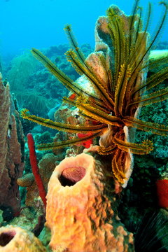 Fototapeta reef scene