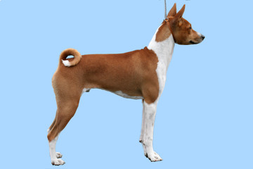 stacked basenji puppy