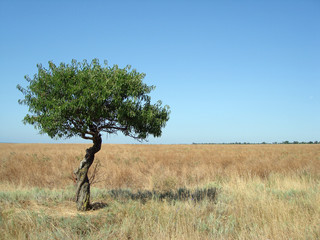lonely tree on a field