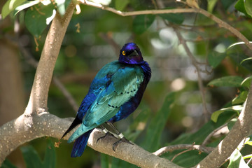 blue eared glossy starling looking over it's shoul