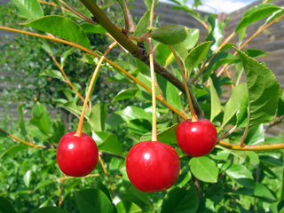 Obraz premium cherry