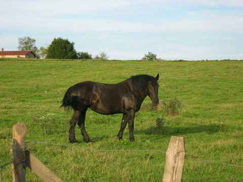 cheval noir
