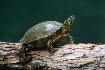 turtle