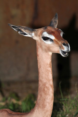 gerenuk head and neck