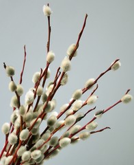 willow catkins © Maria Brzostowska
