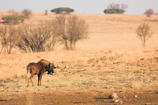 wildebeest #1