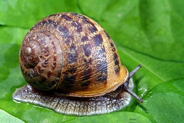 escargot