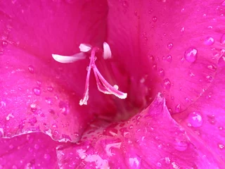 Wandaufkleber lila Blume, Makro © Rina