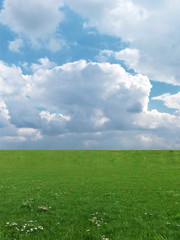 Fototapeta premium summer meadow