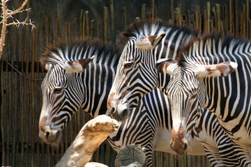 three zebras heads