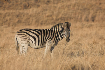 zebra #9