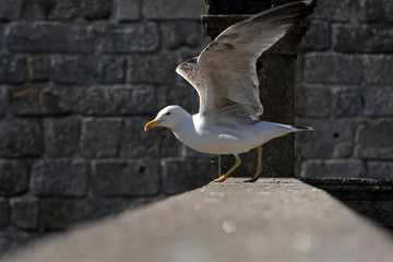 seagull