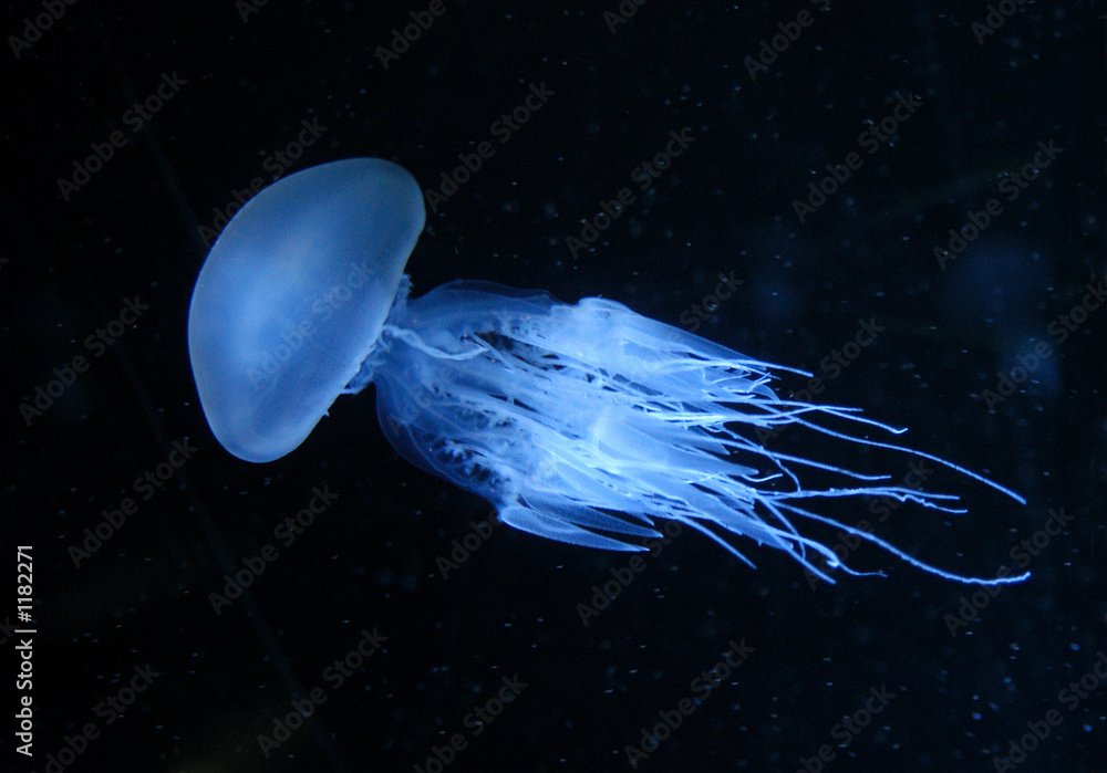 Canvas Prints jellyfish