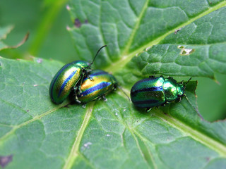 scarabés