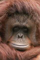orang-utan © Vladimir Wrangel