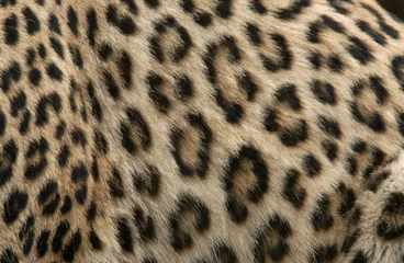 Keuken foto achterwand Panter luipaardbont
