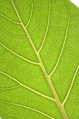 blatt grün