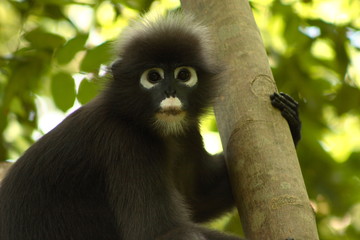 dusky langur (spectacled langur) presbytis obscuru